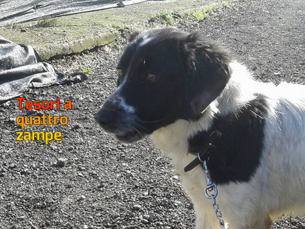 cane_bianconero_sanitario