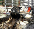 cane_black
