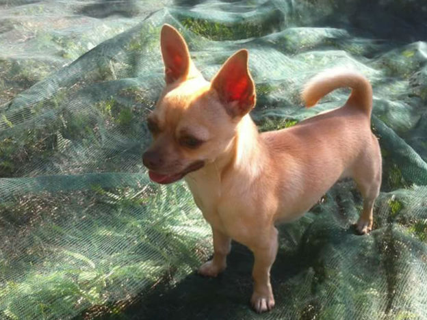 cane_bolt_poggio_nativo