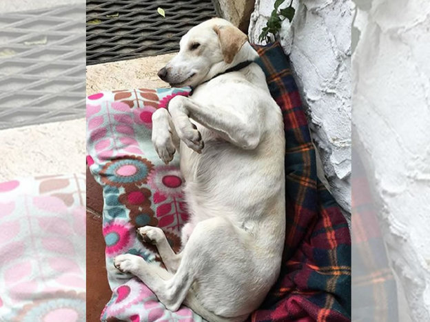 cane_boss_laura_berardi_anima_meticcia_onlus