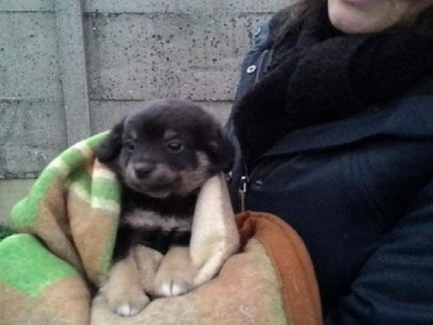 cane_brando_sanitario_adf_adottato