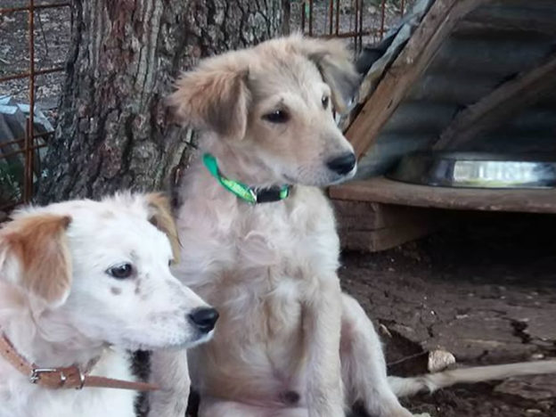 cane_cani_alessandra_comerio