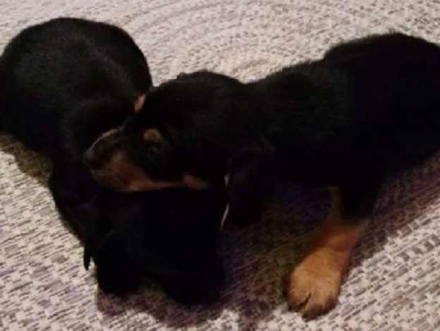 cane_cani_cuccioli_bicolore_adf