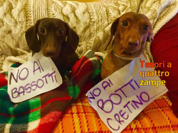 cane_cani_wiston_e_mia_daniele_palenga_petizione_fuochi_di_artifico
