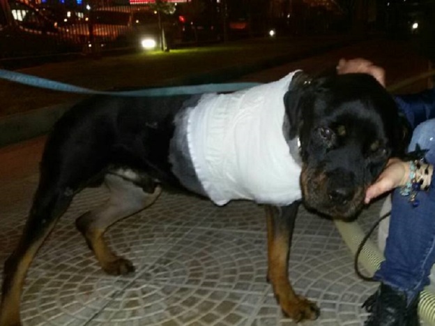 cane_chai_giusy_foglia_marcianise_caserta_antonella_mazzara