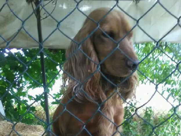 cane_cocker_lola_sofia_santoprete