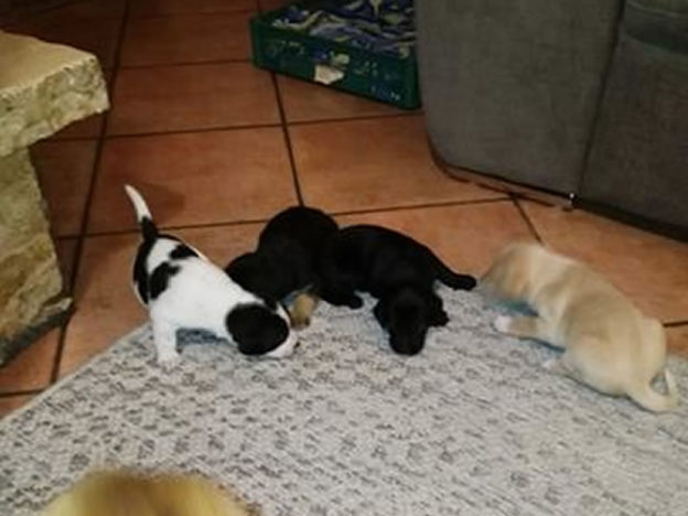 cane_cuccioli_carla_raffy