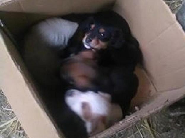 cane_cuccioli_serena_laoreti_terni