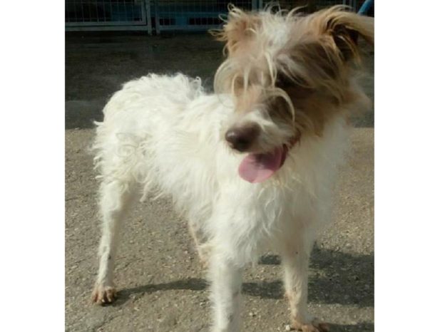 cane_cucciolo_bianco_giallo_sanitario_adf