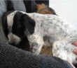 cane_cucciolo_bianconero_sanitario_1