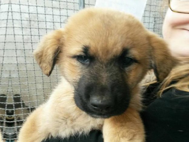cane_cucciolo_borgorose_sanitario_adf