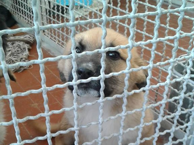 cane_cucciolo_borgorose_sanitario_adf_3