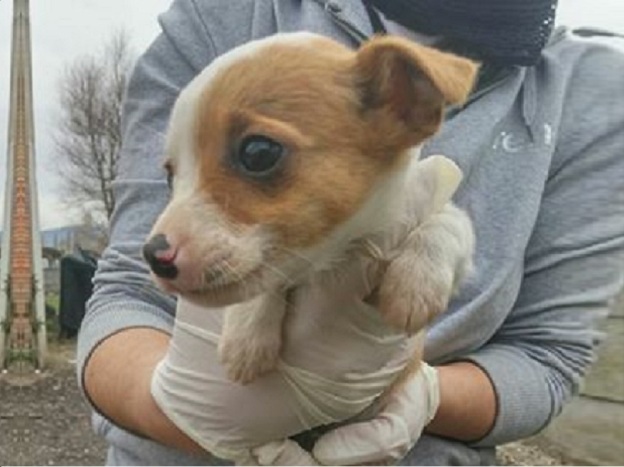 cane_cucicolo_femmina_sanitario_taglia_piccola_adf