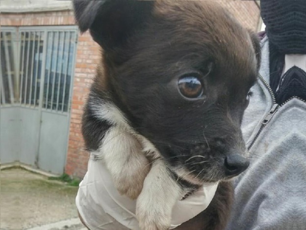 cane_cucicolo_sanitario_taglia_piccola_adf