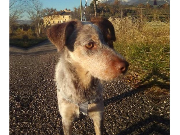 cane_deliziosa_femmina_sanitario_adf