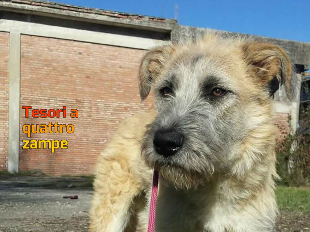 cane_elegante_sanitario_adf