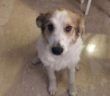 cane_fiano_romano_passo_corese_massimiliano_ercole_1