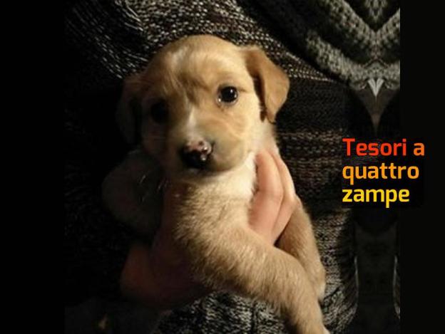 cane_francesca_carosi