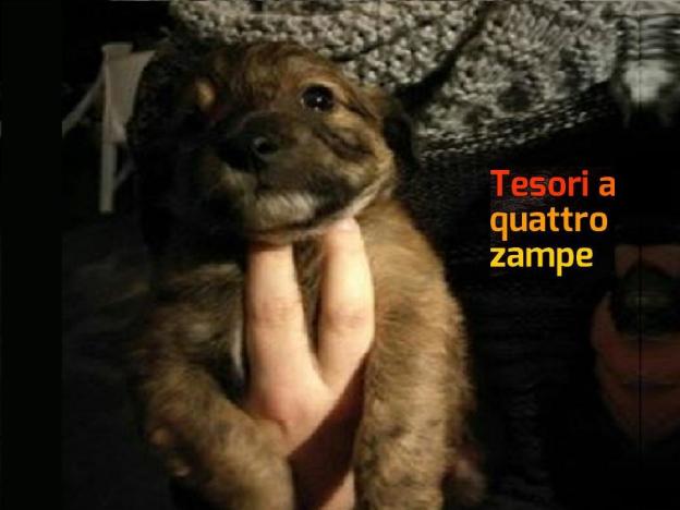 cane_francesca_carosi_2