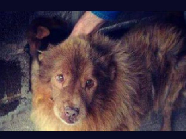 cane_gemma_caroni_silvia_gaudiano