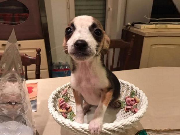 cane_gemma_enpa_marsala_gemma_caroni
