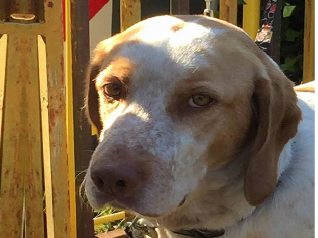 cane_ilaria_orientale_marianna