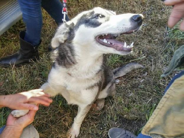 cane_luna_adottata_sanitario_adf