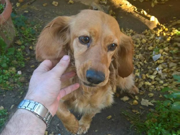 cane_luna_noemi_fagiolo_marianna