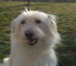 cane_maya_ginevra_fioravanti_1