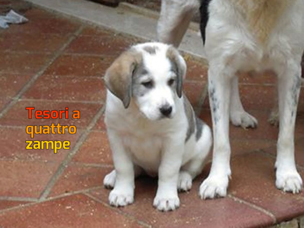 cane_molly_rossella_messina