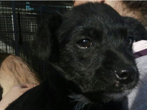 cane_nero_sanitario