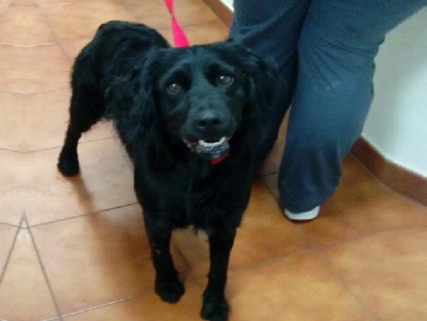 cane_passo_corese_ambulatorio_veterinario_sabino