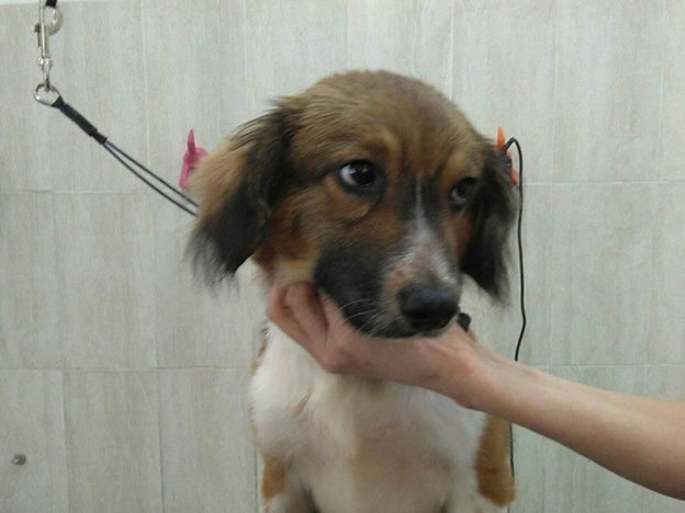 cane_piccolo_sanitario_di_rieti_adf