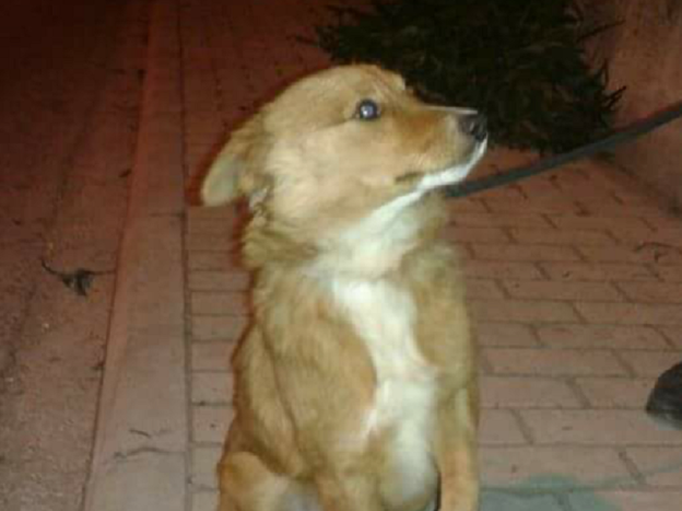 cane_regina_pacis