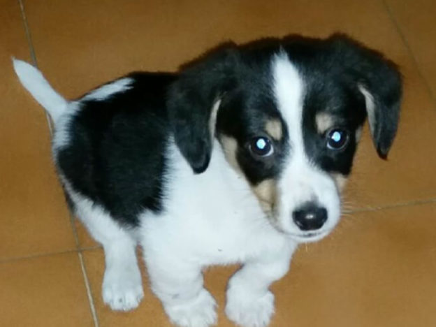 cane_rieti_via_montanelli