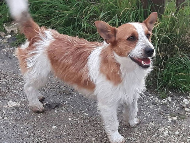 cane_rita_sinibaldi_mix_jack_russell_gemma_caroni