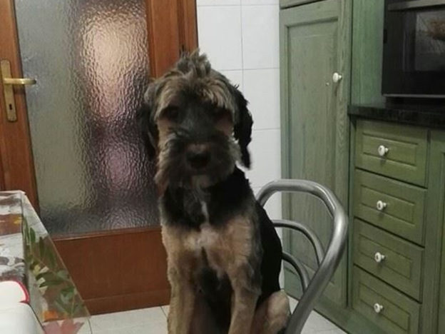 cane_roy_adf