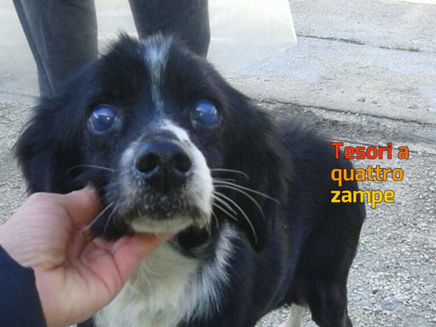 cane_sanitario_adf_mantello_bianconero