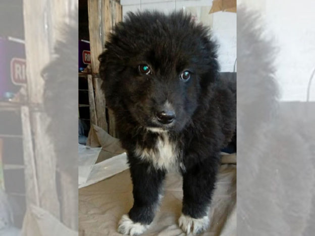 cane_sanitario_adottato_adf