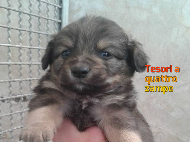cane_sanitario_cucciolo_adf