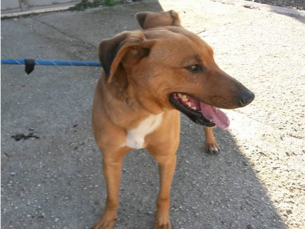 cane_sanitario_legato_adf