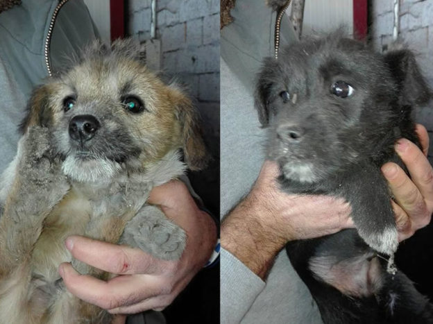 cane_sanitario_marianna_adf