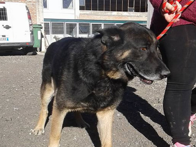 cane_sanitario_montenero_ornaro
