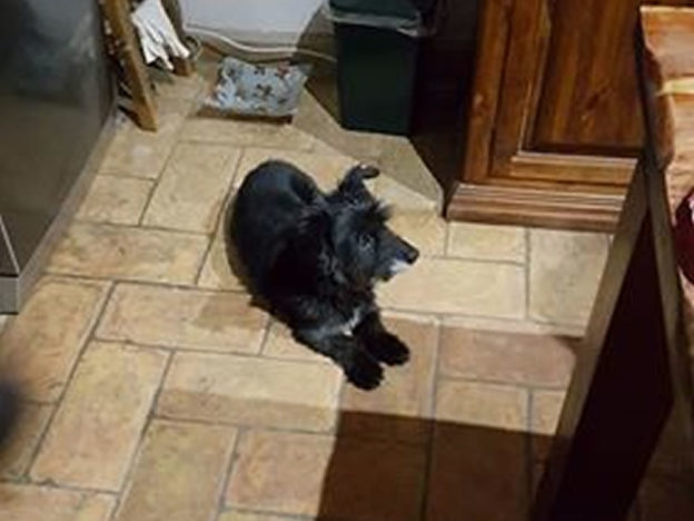 cane_sara_carosi