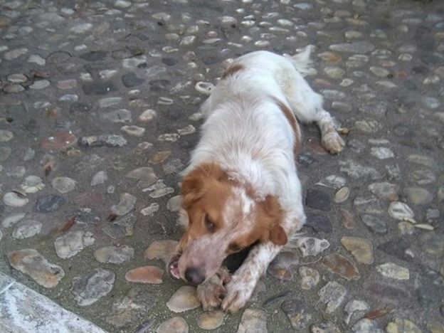 cane_tenerone_poggio_catino_p&f