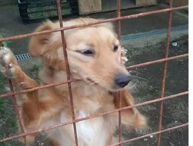 cane_vittorio_lubiato_patrizia_brandi