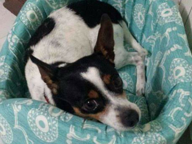 cane_wally_marianna_cipitelli