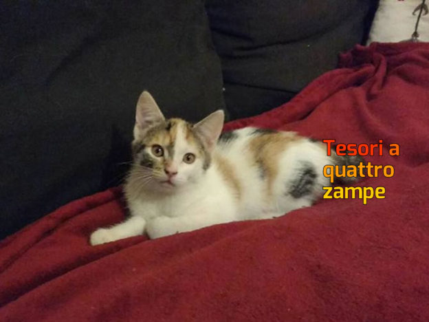 gatto_gattina_patrizia_brandi_rieti