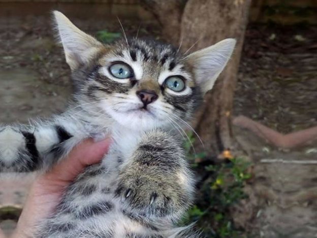 gatto_gattino_jhon_lazio_enpa