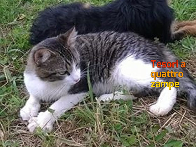 gatto_gatty_erica_accardi_rieti